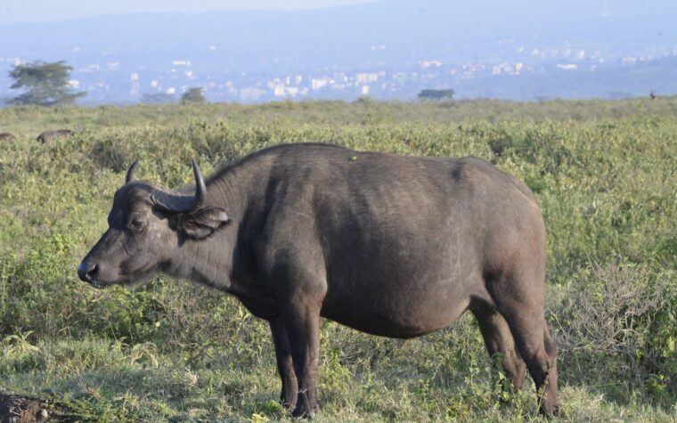 African buffalo in the Maasai Mara Game Reserve, Kenya