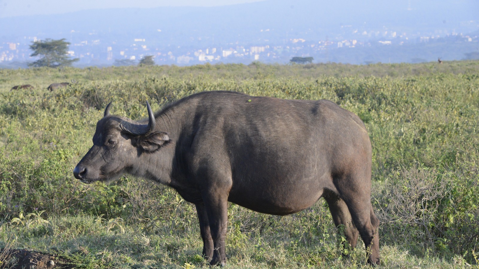 African buffalo in the Maasai Mara Game Reserve, Kenya