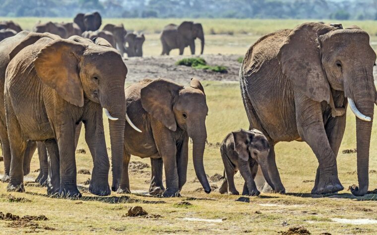 Herd of elephants walking across the Kenyan savannah