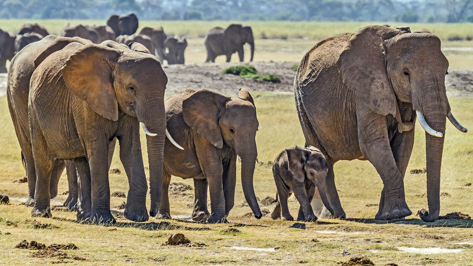 Herd of elephants walking across the Kenyan savannah