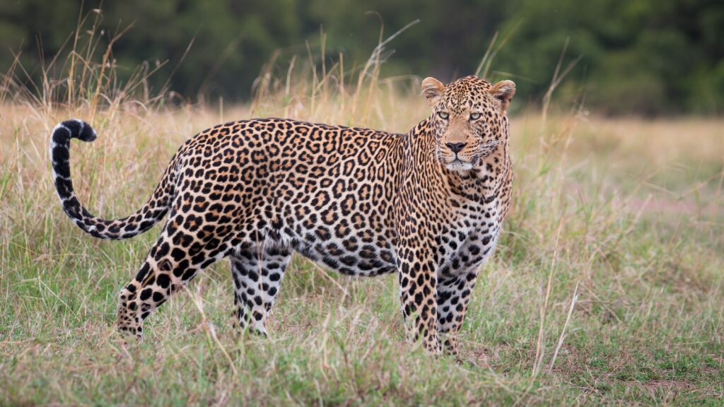 4-Day Fly-In Masai Mara & Lake Nakuru Luxury Safari