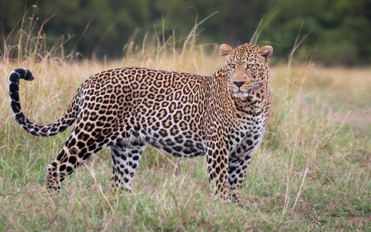 Leopard in the Mara during a Kenya safari