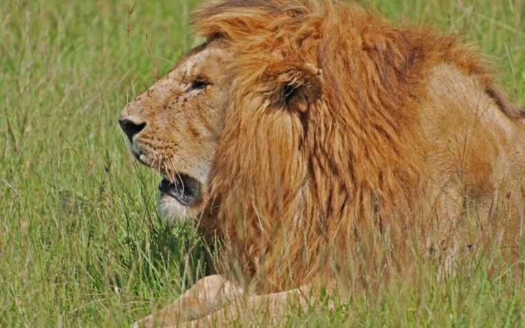 Lion resting in the Masai Mara, Kenya
