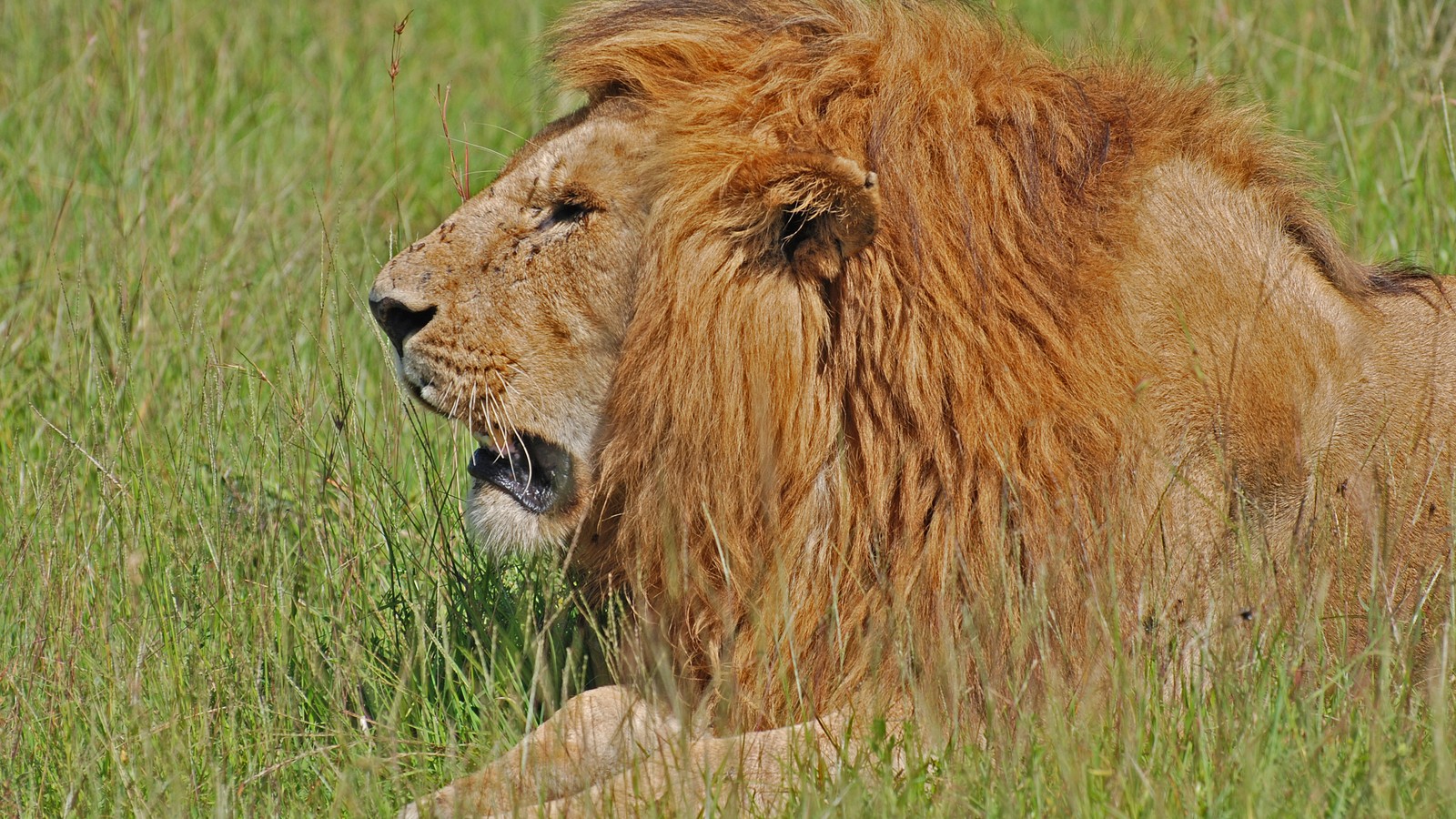 Lion resting in the Masai Mara, Kenya