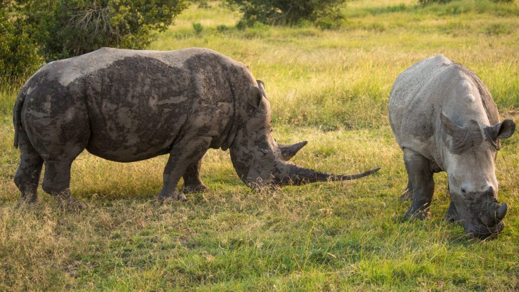 7-Day Samburu, Ol Pejeta, Lake Nakuru & Masai Mara Safari