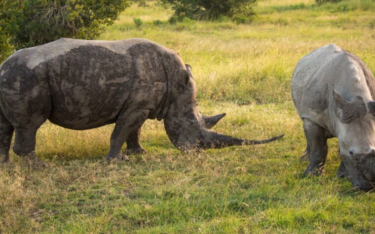 Southern white rhinos at Ol Pejeta Conservancy in Kenya