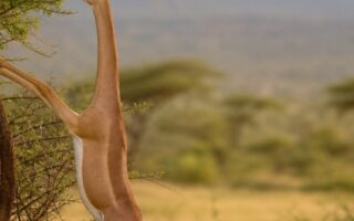 Luxury lodge or tented camp near Lake Nakuru
